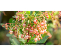 ARBUTUS unedo 'Rubra'