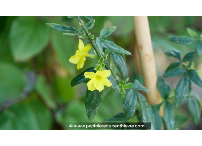 JASMINUM nudiflorum