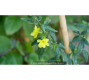 JASMINUM nudiflorum