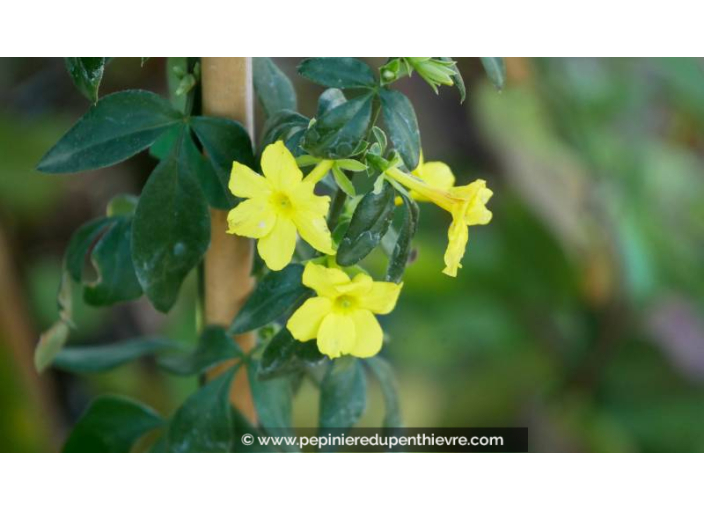 JASMINUM nudiflorum