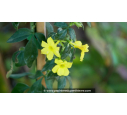 JASMINUM nudiflorum