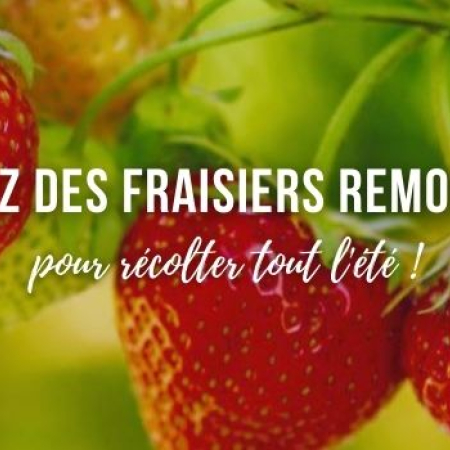 Frais, en confiture ou pâtisserie : plantez vos fraisiers pour récolter tout été !