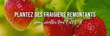 Frais, en confiture ou pâtisserie : plantez vos fraisiers pour récolter tout été !