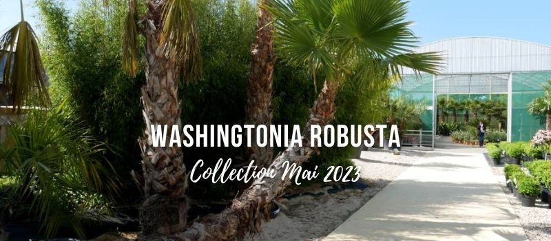 Plantes d'exception (mai 2023) - WASHINGTONIA robusta