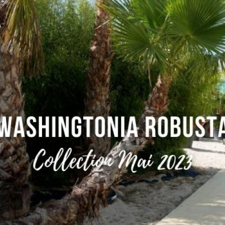 Plantes d'exception (mai 2023) - WASHINGTONIA robusta