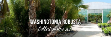 Plantes d'exception (mai 2023) - WASHINGTONIA robusta