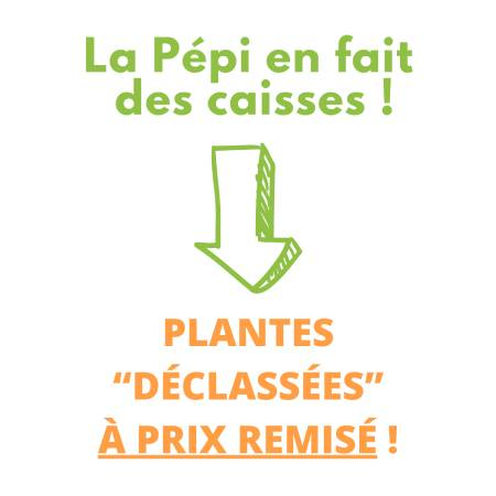 La Pépi en fait des caisses !