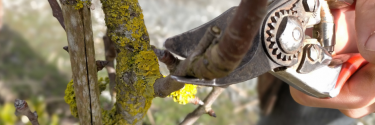 Taillez vos arbres fruitiers en Février !