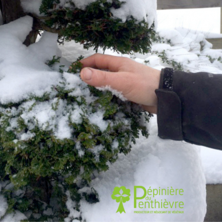 La neige, un bénéfice pour votre jardin ?