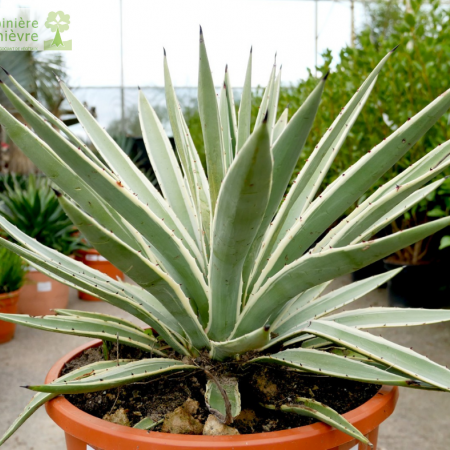 Agaves, des plantes succulentes et graphiques !