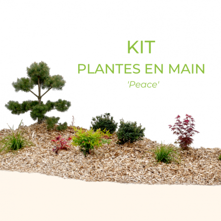 Exclusivité WEB, notre KIT plantes en main 'Peace'® à 399€ TTC