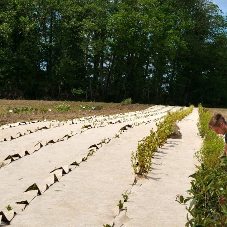 Paillage éco-responsable : 100% végétal