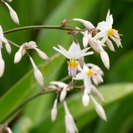 Nos plantes du moment !