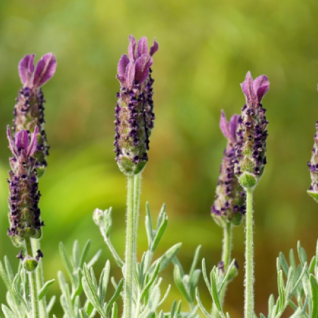 Fermeture annuelle : congés d'été !