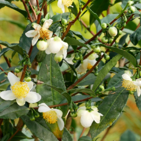 CAMELLIA sinensis : cultivez votre thé made in Bretagne !