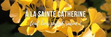 À la Sainte Catherine tout bois prend racine !