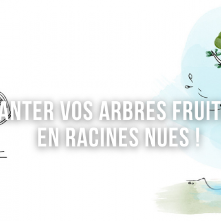 Plantez vos arbres fruitiers en racines nues !