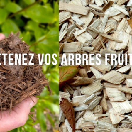 Entretenez vos arbres fruitiers !