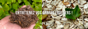 Entretenez vos arbres fruitiers !