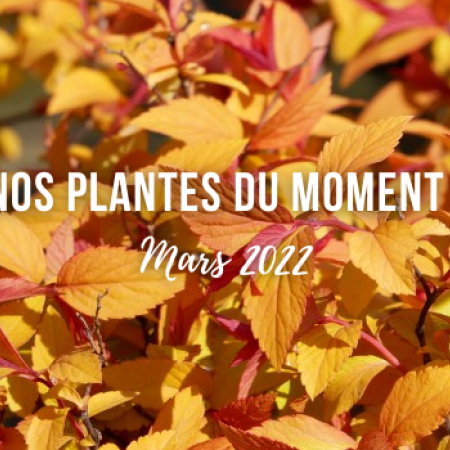 Mars 2022 : nos plantes du moment !