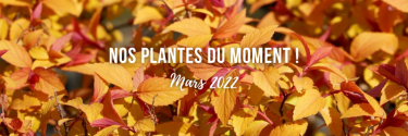 Mars 2022 : nos plantes du moment !