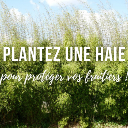 Plantez une haie pour protéger vos fruitiers !