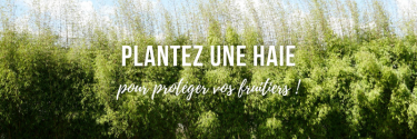 Plantez une haie pour protéger vos fruitiers !