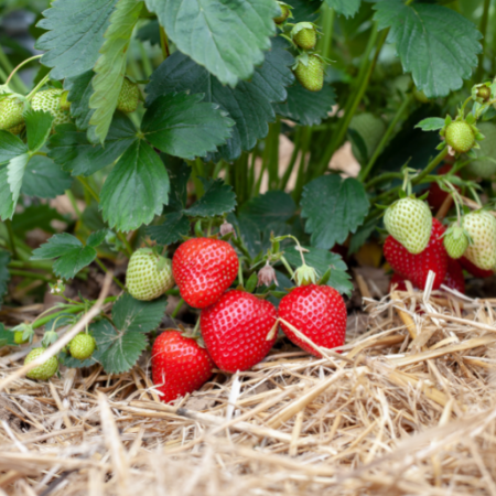 Des fraisiers et petits fruitiers pour la belle saison !