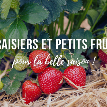 Des fraisiers et petits fruitiers pour la belle saison !