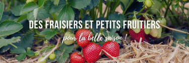 Des fraisiers et petits fruitiers pour la belle saison !