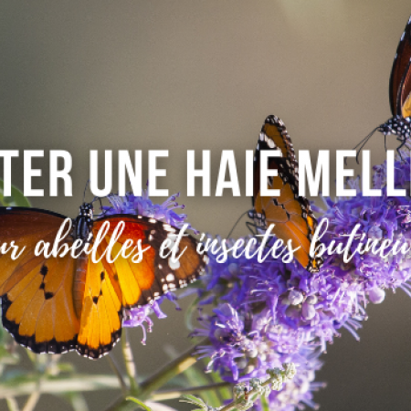 Planter une haie mellifère pour abeilles et insectes butineurs