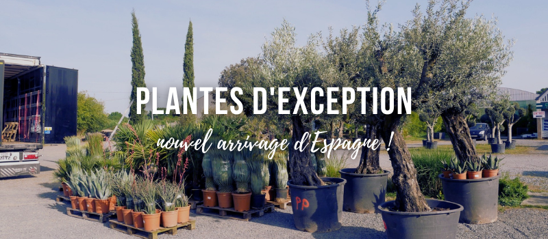 Plantes d'exception - nouvel arrivage d'Espagne