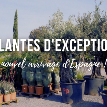 Plantes d'exception - nouvel arrivage d'Espagne