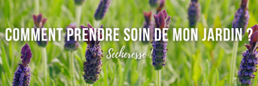 Sécheresse : comment prendre soin de son jardin ?