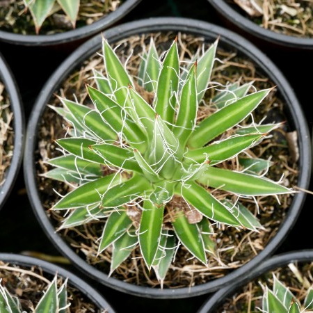 Nouvelles variétés d'agaves : collection Été 2022