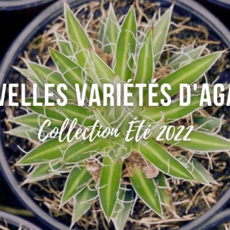 Nouvelles variétés d'agaves : collection Été 2022