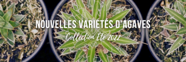 Nouvelles variétés d'agaves : collection Été 2022