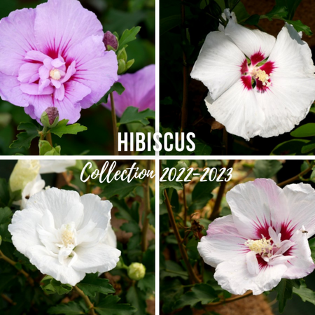 HIBISCUS Collection 2022-2023