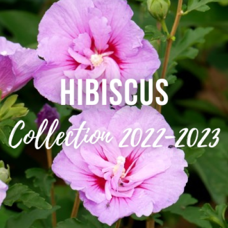 HIBISCUS Collection 2022-2023