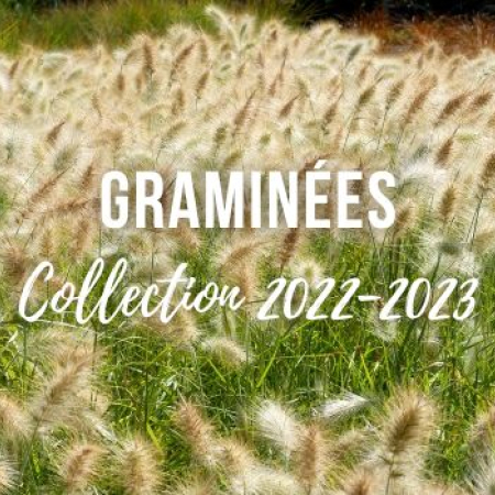 GRAMINÉES Collection 2022-2023