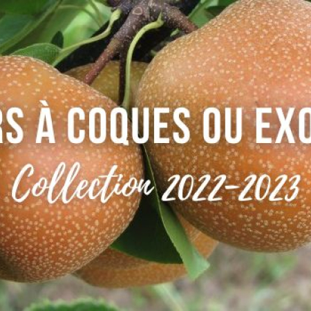 Fruits à coques ou exotiques : collection 2022-2023 