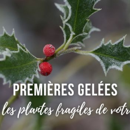Premières gelées : protégez les plantes fragiles de votre jardin !