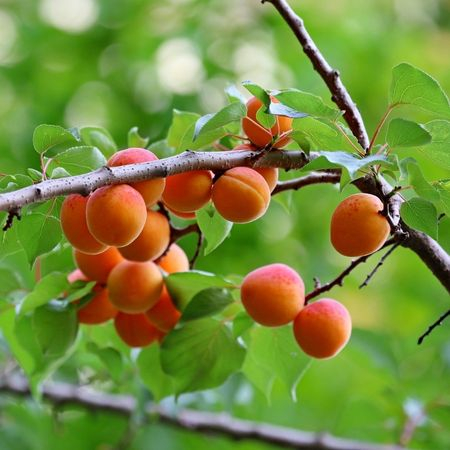Plantez des fruitiers en racines nues pour récolter tout au long de l'été !