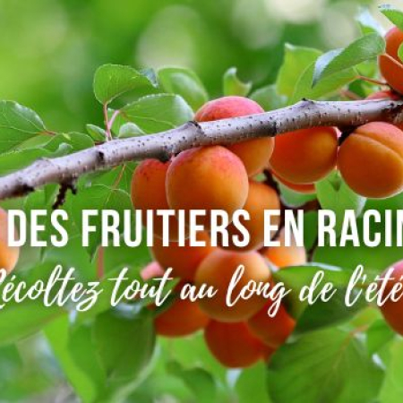 Plantez des fruitiers en racines nues pour récolter tout au long de l'été !