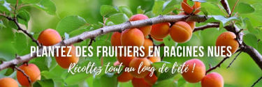 Plantez des fruitiers en racines nues pour récolter tout au long de l'été !