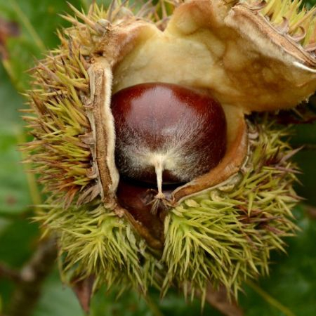 Des fruitiers à coques dans votre jardin !