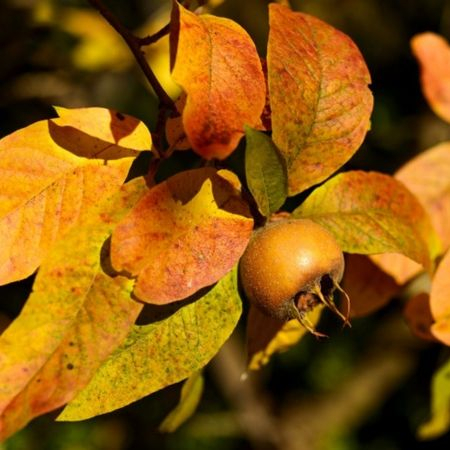 Sélection Février 2023 : nos plantes du moment !
