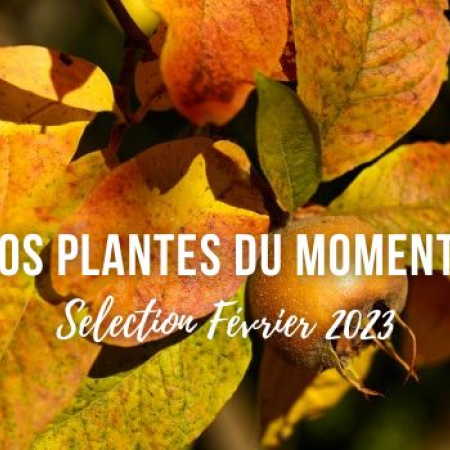 Sélection Février 2023 : nos plantes du moment !