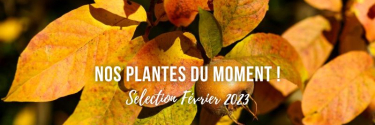 Sélection Février 2023 : nos plantes du moment !