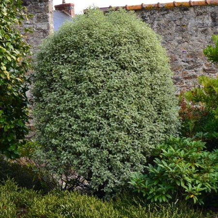 Notre arbuste coup de coeur : le PITTOSPORUM - Collection 2023
